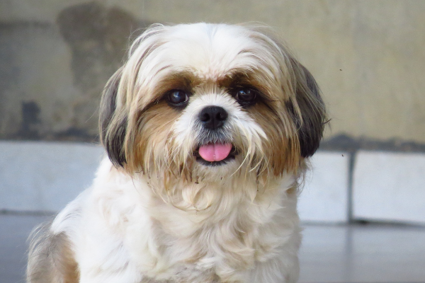 Shih tzu with tongue out
