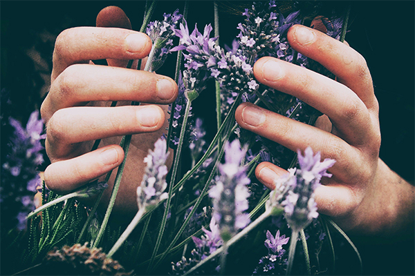 hands holding lavendar