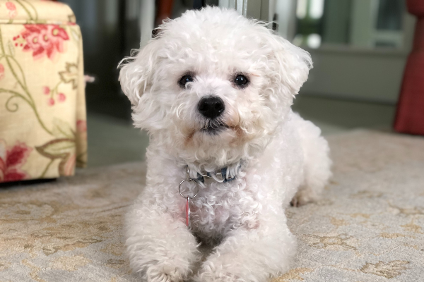 bichon frise laying down