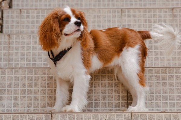 king charles cavalier spaniel