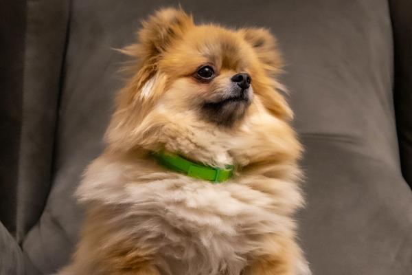 pomeranian with a green collar