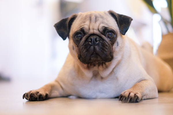 pug laying on the floor