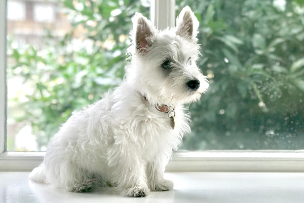 white terrier sitting in front of a window