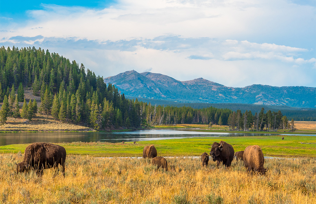 Yellowstone National Park 