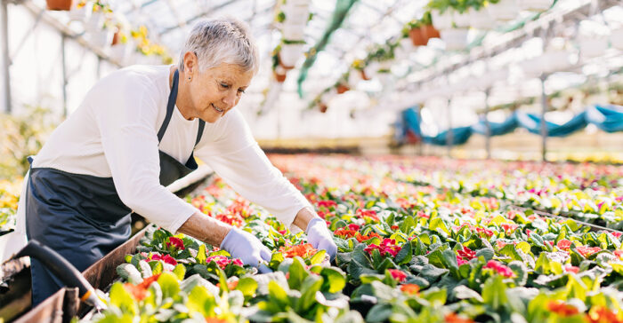 senior woman gardening