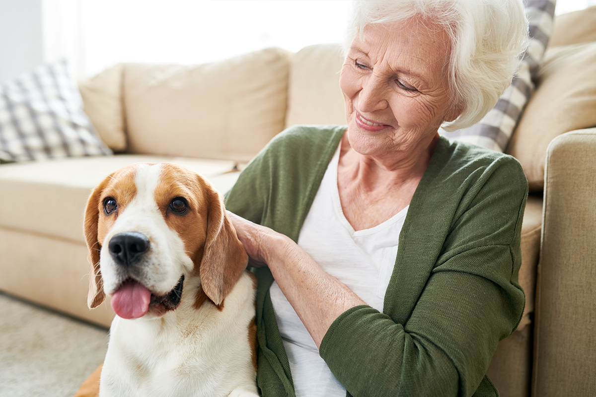 senior woman pet sitting a beagle 