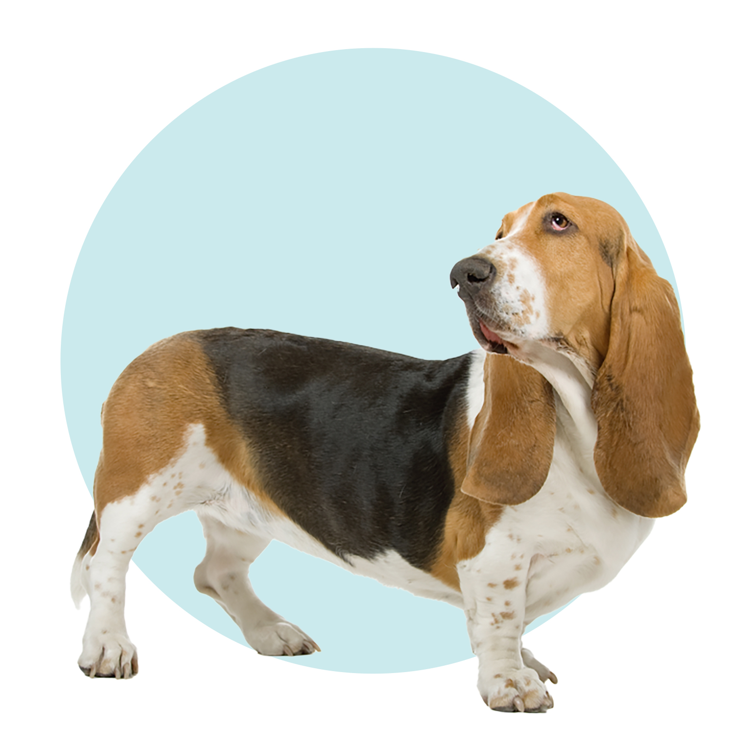 Basset Hound