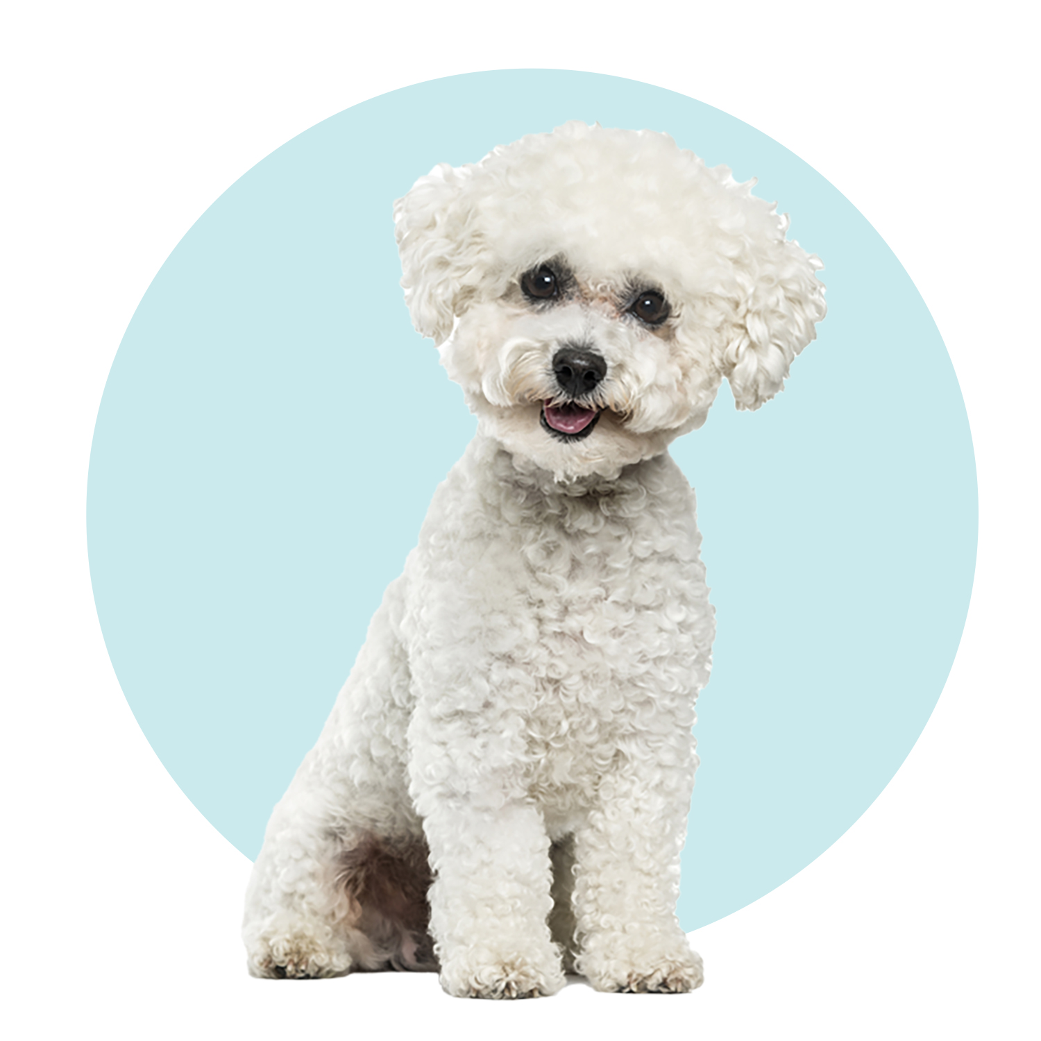 bichon frise