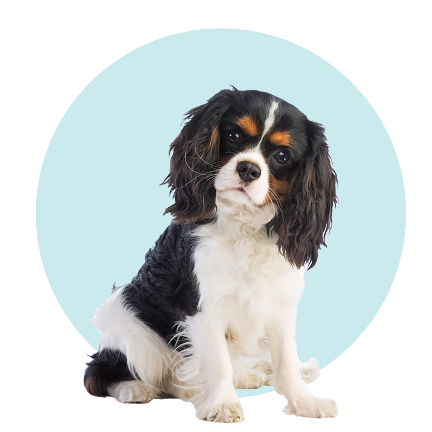 Cavalier King Charles Spaniel