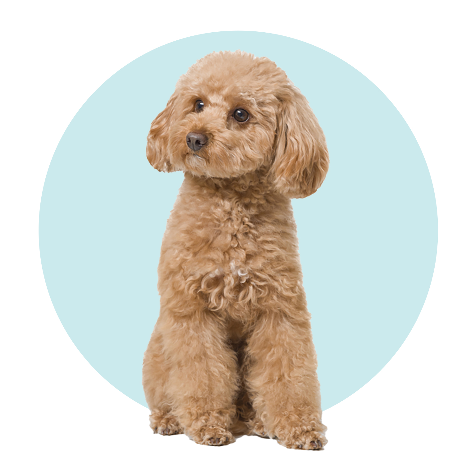 Mini toy poodle