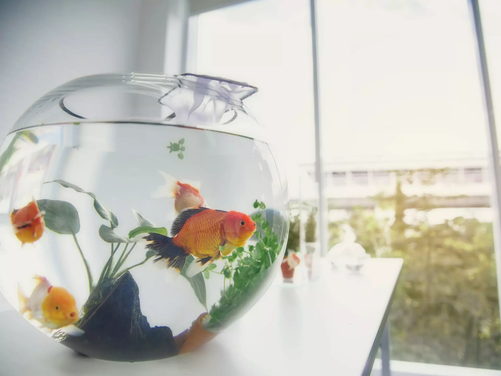 a goldfish in a round clear bowl near a window.